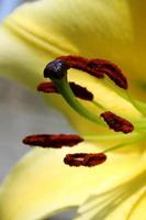Macro detailed full screen photo of Yellow lily flower stamens