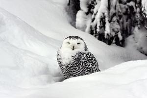 Polar owl photo