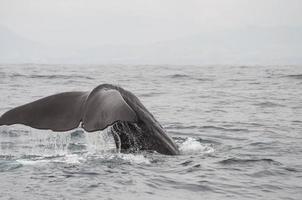 sperm whale tail