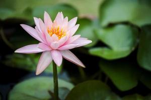 cerca hermosa rosa nenúfar o flor de loto en el estanque. foto