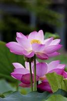 blooming lotus photo