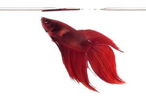 Red Fighting Fish