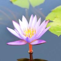 lotus flower photo