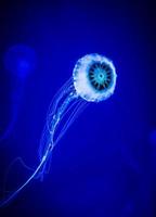 medusas en mar azul profundo