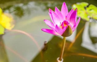 hermosa flor de loto rosa o nenúfar en el jardín foto