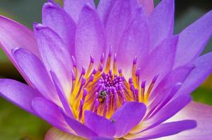 Close up the bee on violet lotus flower. photo