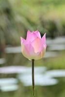 Pink lotus photo