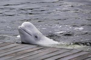 Friendly beluga whale