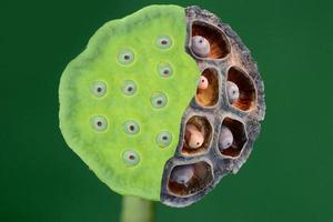 calyx and lotus seeds compare between old and fre
