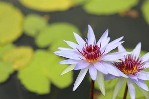 Violet Water Lily