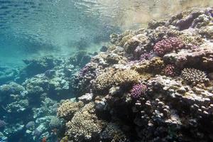 arrecife de coral bajo la superficie del agua en el mar tropical foto