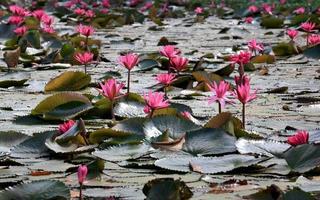 Nature Pink Water Lily flowers. photo