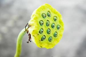 Lotus seeds photo