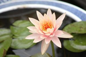 Beautiful pink lotus flowers. photo