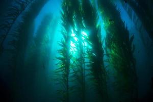 Kelp bed photo