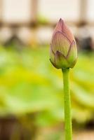 Bud of the lotus flower. photo