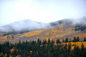 Colorado Apen árboles foto
