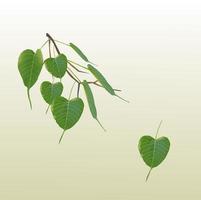 Green Bodhi Leaves vector