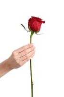 Beautiful woman hand holding a red rose bud photo