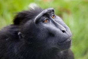 macaco con cresta foto