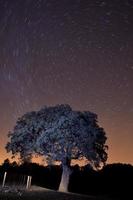 el árbol de la noche y las estrellas foto