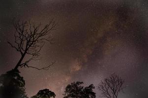 astrofotografía senderos de estrellas con árbol seco sobre bosque. foto