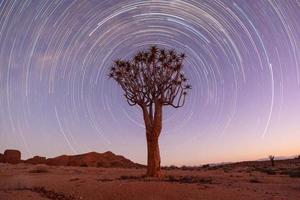 Quiver tree startrail