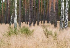 bosque de pinos foto