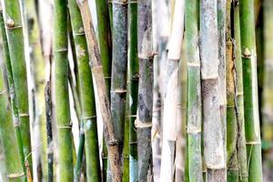 Bamboo stems photo