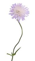 lilac flower on green curved stem photo