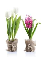 Beautiful tulips and hyacinth flower isolated on white photo
