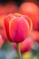 tallos de tulipán rojo al aire libre foto
