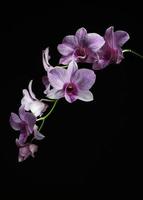 tallo de orquídea con fondo negro foto