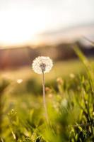 Dandelion in meadow at sunset photo