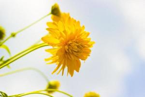 yellow flower photo