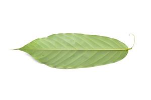 leaf on white background photo