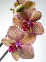 Orchidée photo