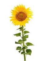 Sunflower isolated photo