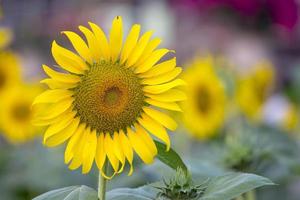 Sunflower field. photo