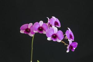 orquídeas sobre un fondo negro foto