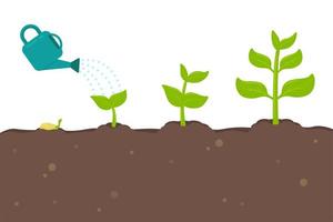 Plants Sprouting from Seeds vector