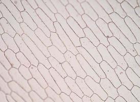 células de la piel de cebolla - allium cepa foto