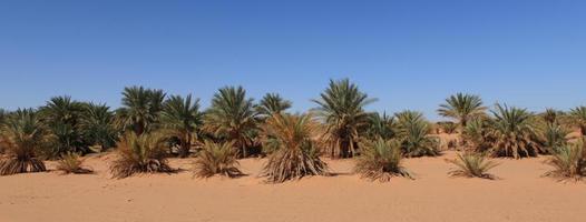 Oasen in der Wüste Sahara photo