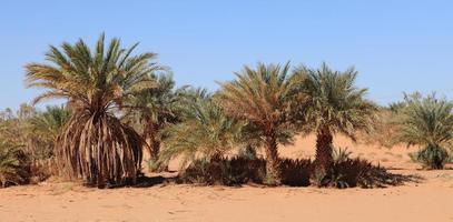Oasen in der Wüste Sahara foto