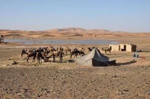 Camels in the oasis, Sahara desert photo