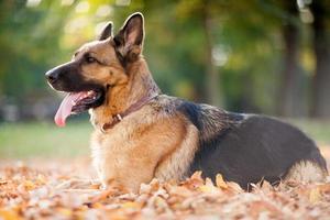 German shepherd lies in the autumn wood against beautiful y