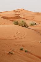 desierto arábigo