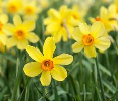 yellow trumpet daffodils in a daffodil field photo