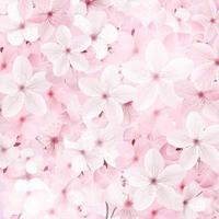 Blossoming pink sakura flowers background. vector