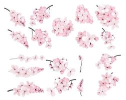 hermosas flores de sakura rosa floreciente vector